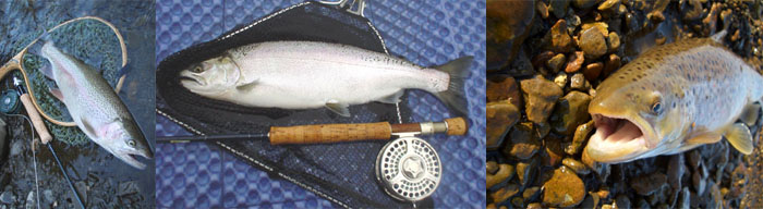 フィッシングショップ BLUE BACK